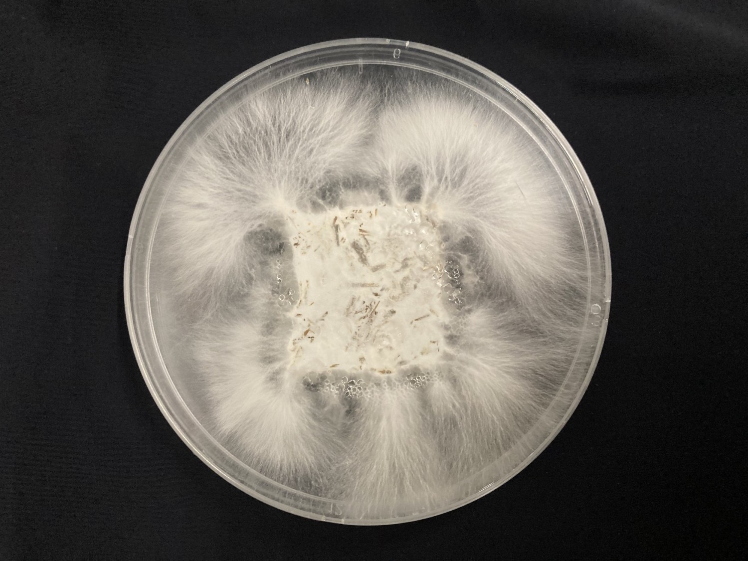 Mycelium brique - Olga Beatrice Carcassi